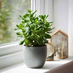 Plant In A Box Cactus Et Plantes Grasses | - Arbre à jade - lot 2 - crassula ovata - hauteur 15-25cm - ø12cm