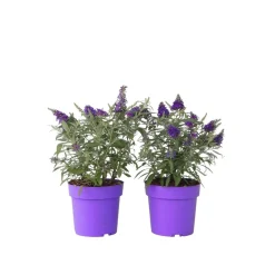 Plant In A Box - Arbre à papillons - set de 2 - buddleja davidii 'candy' - h30-40cm - ⌀19cm Best