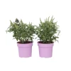 Plant In A Box - Arbre à papillons - set de 2 - buddleja davidii 'candy' - h30-40cm - ⌀19cm Online