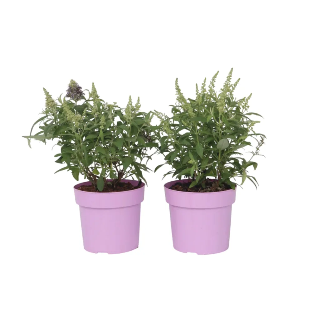 Plant In A Box - Arbre à papillons - set de 2 - buddleja davidii 'candy' - h30-40cm - ⌀19cm Online
