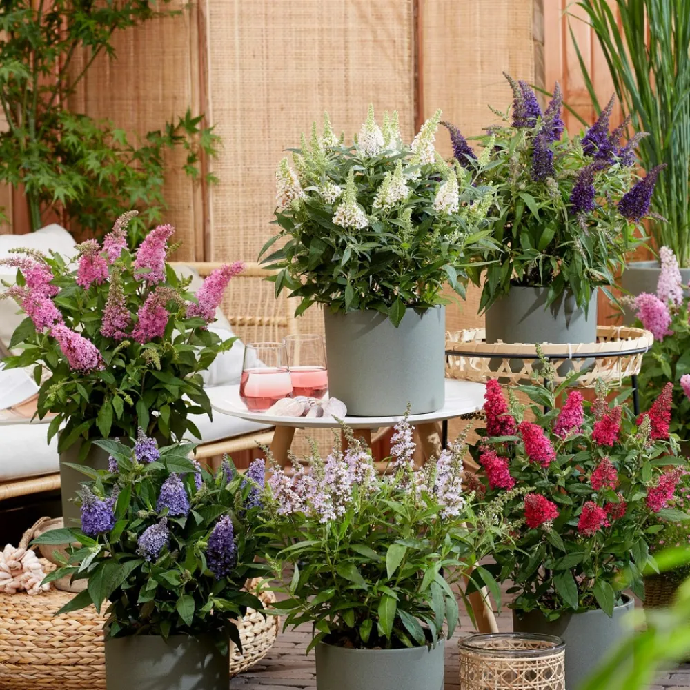 Plant In A Box - Arbre à papillons - set de 2 - buddleja davidii 'candy' - h30-40cm - ⌀19cm Online