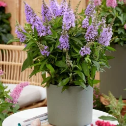 Plant In A Box - Arbre à papillons - set de 2 - buddleja davidii 'candy' - h30-40cm - ⌀19cm Online