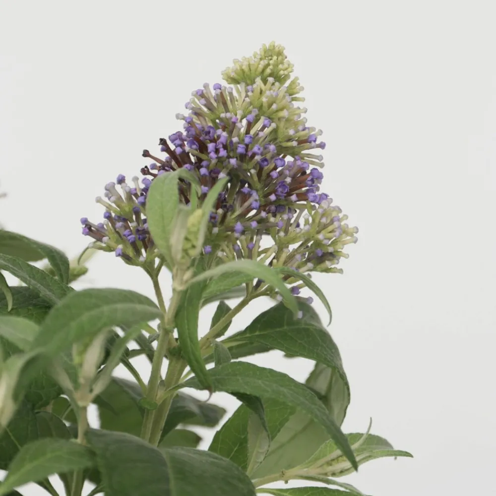 Plant In A Box - Arbre à papillons - set de 2 - buddleja davidii 'candy' - h30-40cm - ⌀19cm Online