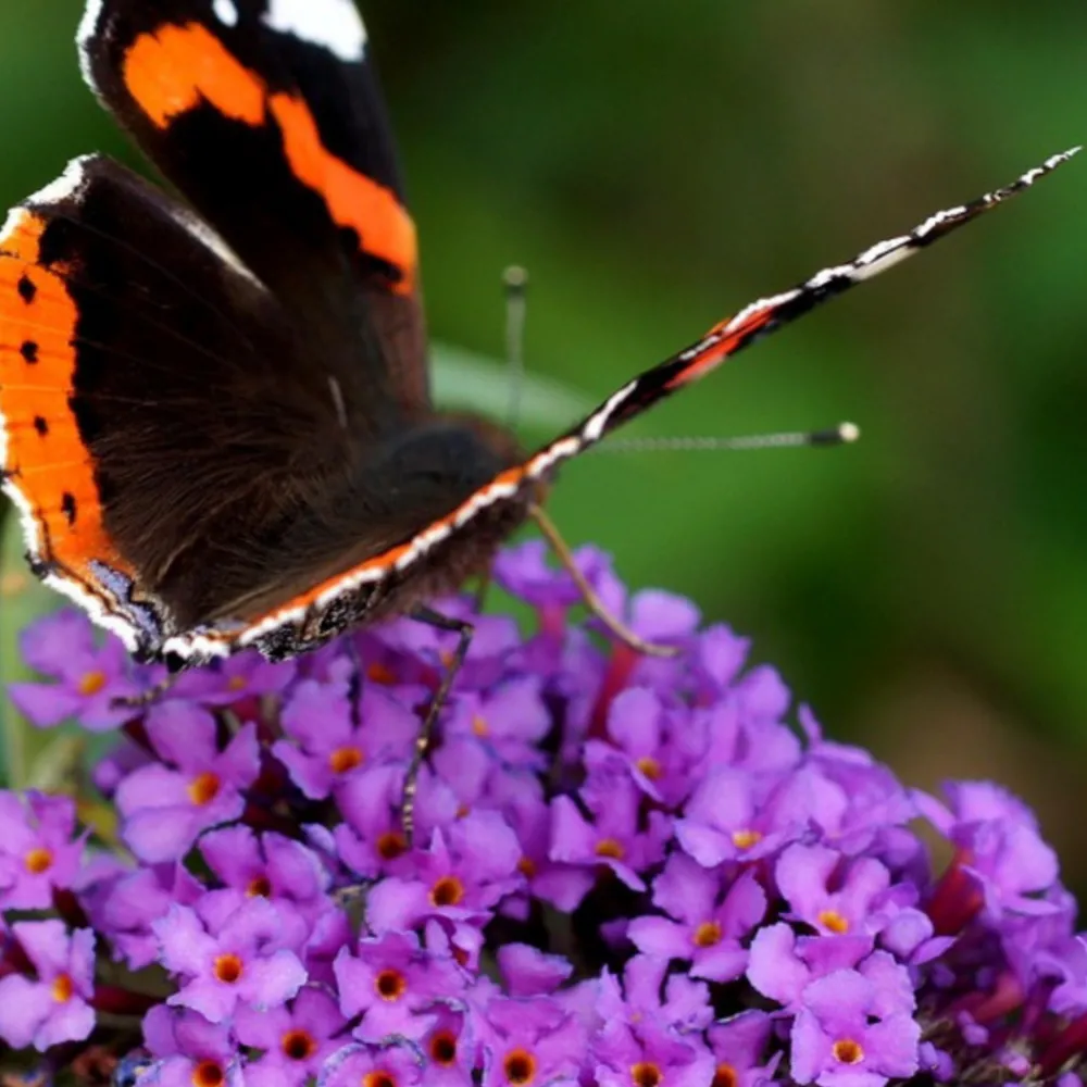 Plant In A Box - Arbre à papillons - set de 2 - buddleja davidii 'candy' - h30-40cm - ⌀19cm Online
