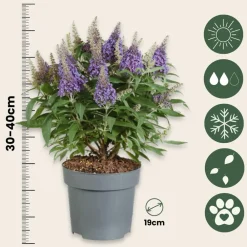 Plant In A Box - Arbre à papillons - set de 2 - buddleja davidii 'candy' - h30-40cm - ⌀19cm Online