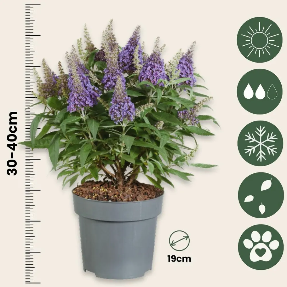 Plant In A Box - Arbre à papillons - set de 2 - buddleja davidii 'candy' - h30-40cm - ⌀19cm Online