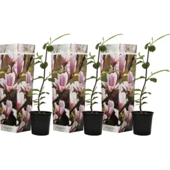 Plant In A Box - Arbre à tulipes - set de 3 - magnolia 'soulangea' - hauteur 25-40cm - ⌀9cm Best