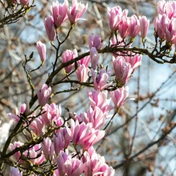 Plant In A Box - Arbre à tulipes - set de 3 - magnolia 'soulangea' - hauteur 25-40cm - ⌀9cm Best