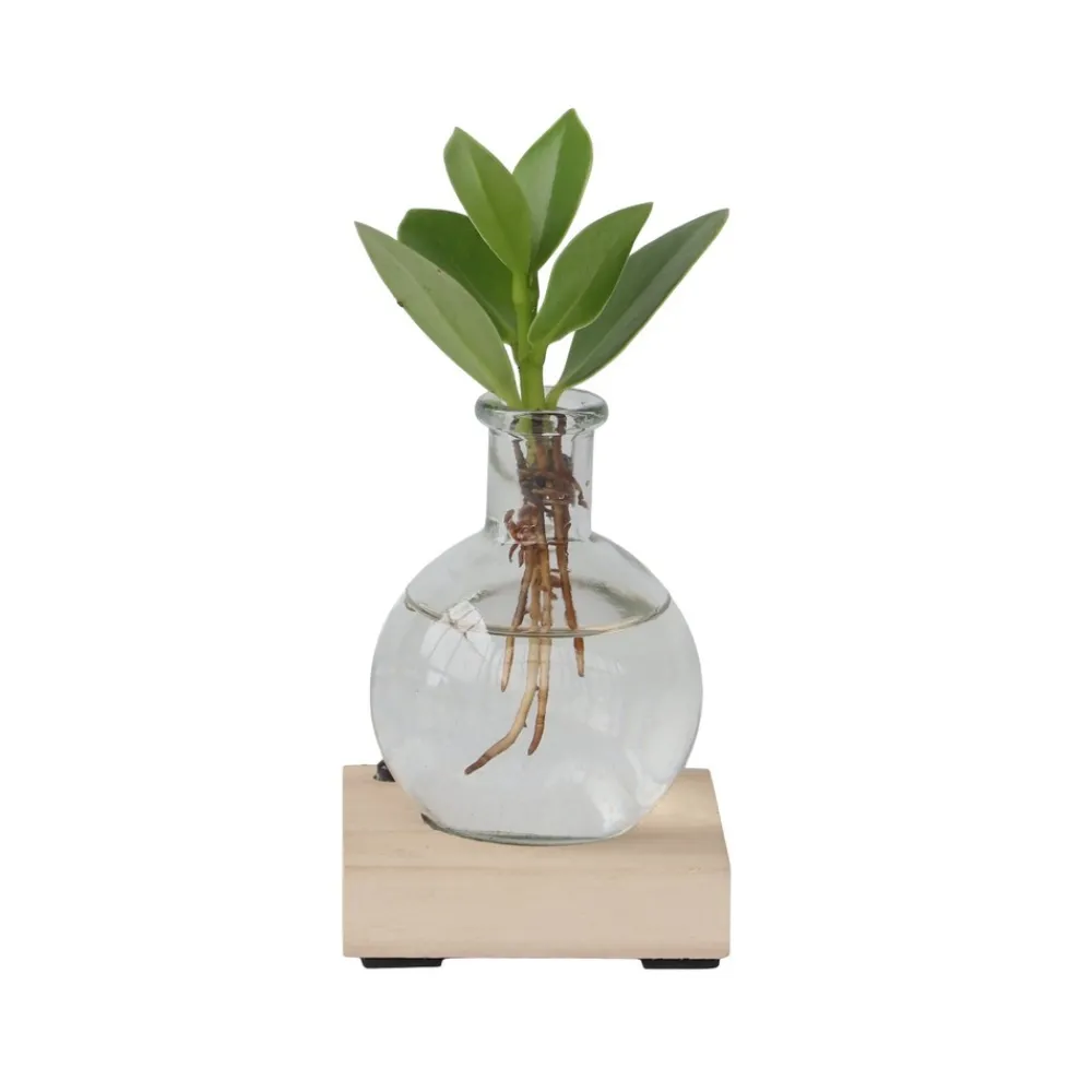 Plant In A Box - Avec éclairage led - clusia rosea 'princess' - hauteur 15-20cm - ⌀8cm Sale
