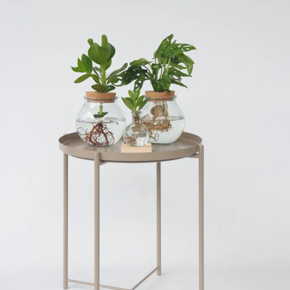 Plant In A Box - Avec éclairage led - clusia rosea 'princess' - hauteur 15-20cm - ⌀8cm Sale