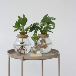 Plant In A Box - Avec éclairage led - clusia rosea 'princess' - hauteur 15-20cm - ⌀8cm Sale