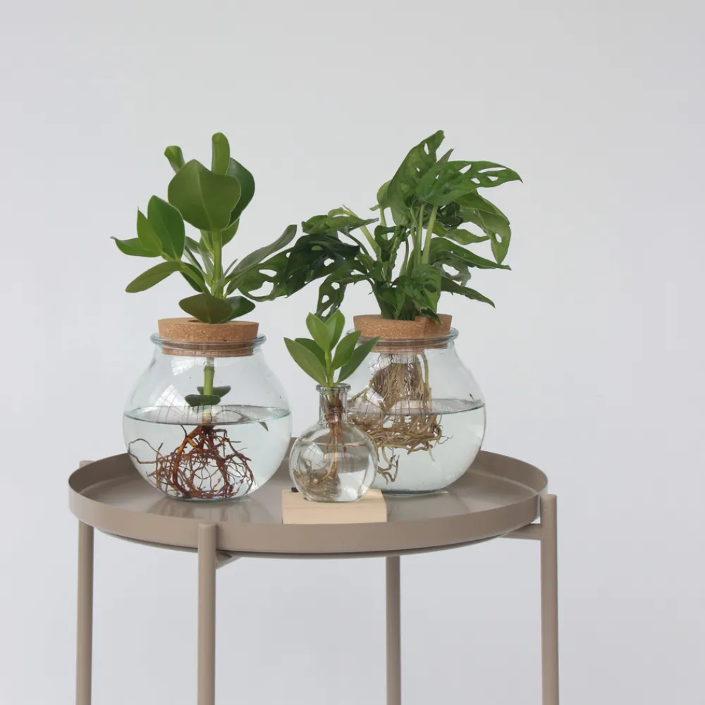 Plant In A Box - Avec éclairage led - clusia rosea 'princess' - hauteur 15-20cm - ⌀8cm Sale