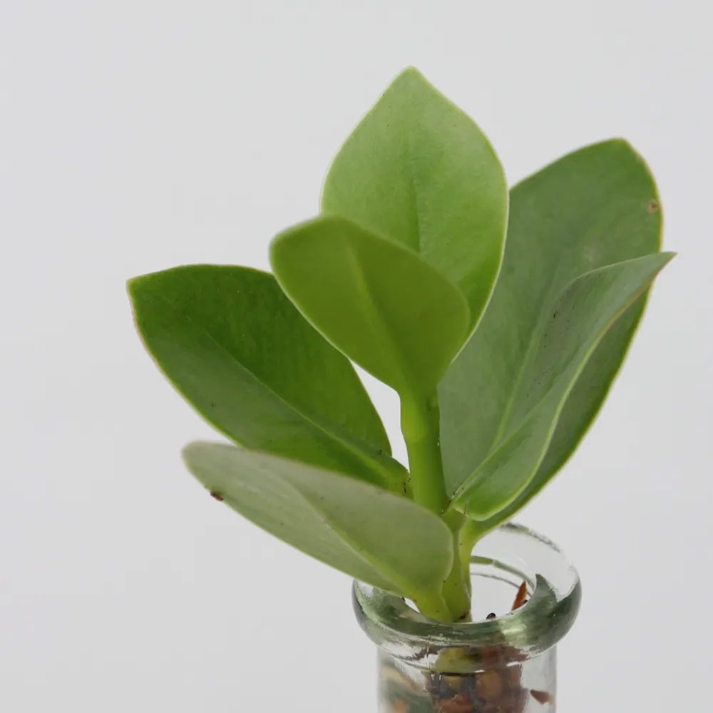 Plant In A Box - Avec éclairage led - clusia rosea 'princess' - hauteur 15-20cm - ⌀8cm Sale