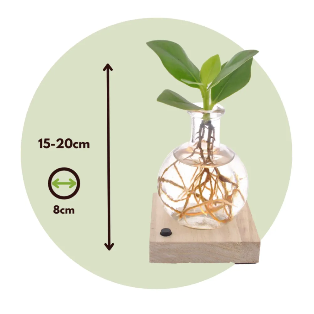 Plant In A Box - Avec éclairage led - clusia rosea 'princess' - hauteur 15-20cm - ⌀8cm Sale