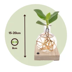 Plant In A Box - Avec éclairage led - clusia rosea 'princess' - hauteur 15-20cm - ⌀8cm Sale