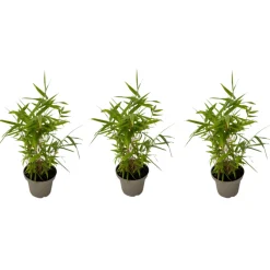 Plant In A Box Bambous | - Bambou - lot de 3 - fargesia nitida 'black dragon' - hauteur 25-40cm - ⌀14cm