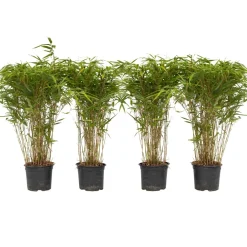 Plant In A Box - Bambou non-traçant - set de 4 - fargesia nitida 'gansu' - h50-70cm - ⌀17cm Outlet