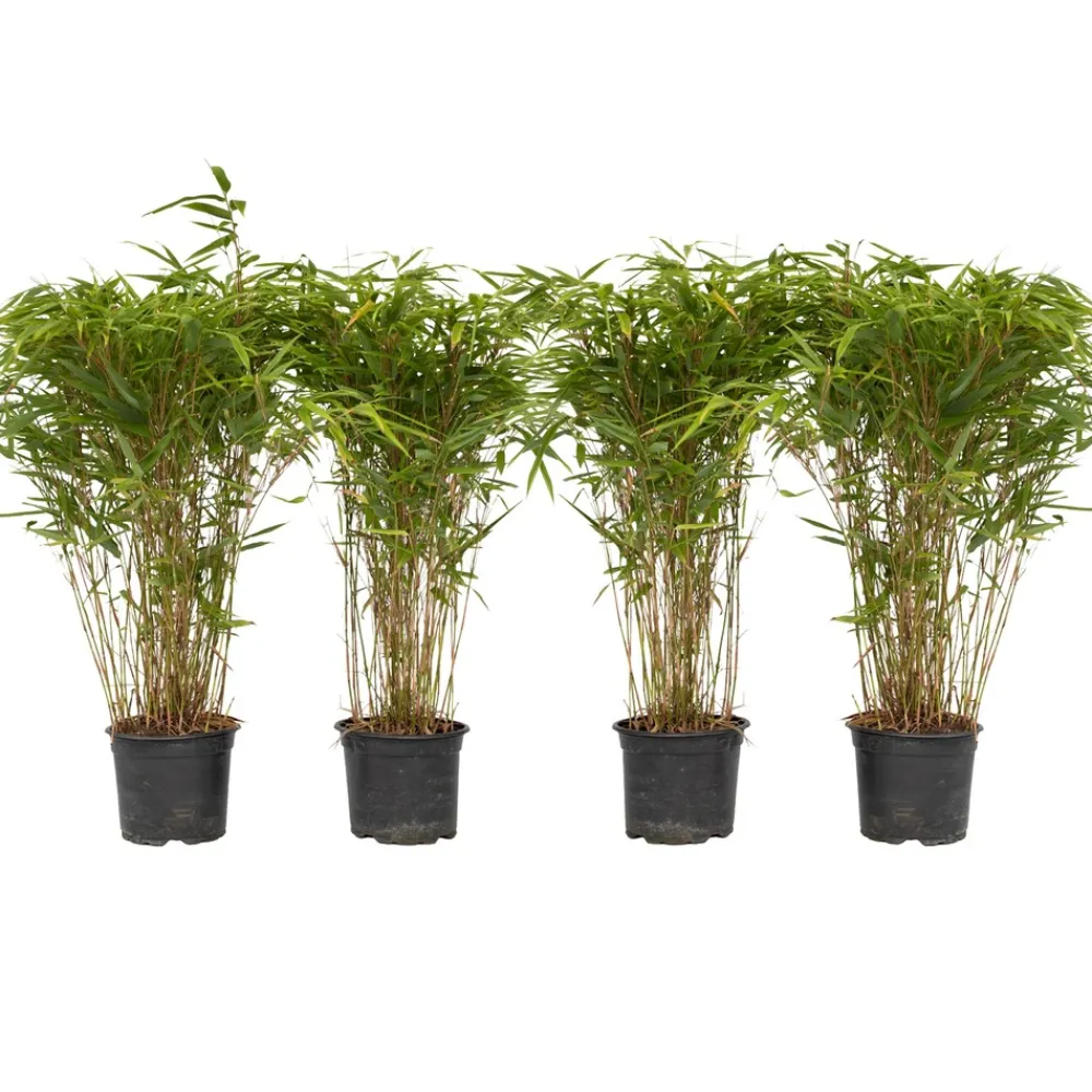Plant In A Box - Bambou non-traçant - set de 4 - fargesia nitida 'gansu' - h50-70cm - ⌀17cm Outlet