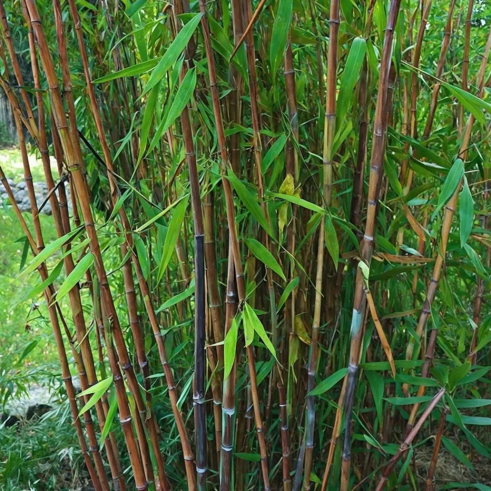 Plant In A Box - Bambou non-traçant - set de 4 - fargesia nitida 'gansu' - h50-70cm - ⌀17cm Outlet