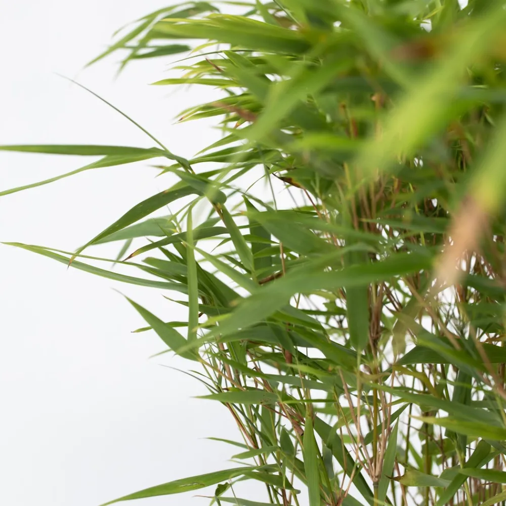 Plant In A Box - Bambou non-traçant - set de 4 - fargesia nitida 'gansu' - h50-70cm - ⌀17cm Outlet
