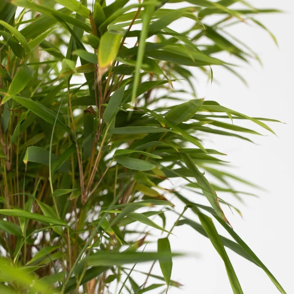 Plant In A Box - Bambou non-traçant - set de 4 - fargesia nitida 'gansu' - h50-70cm - ⌀17cm Outlet