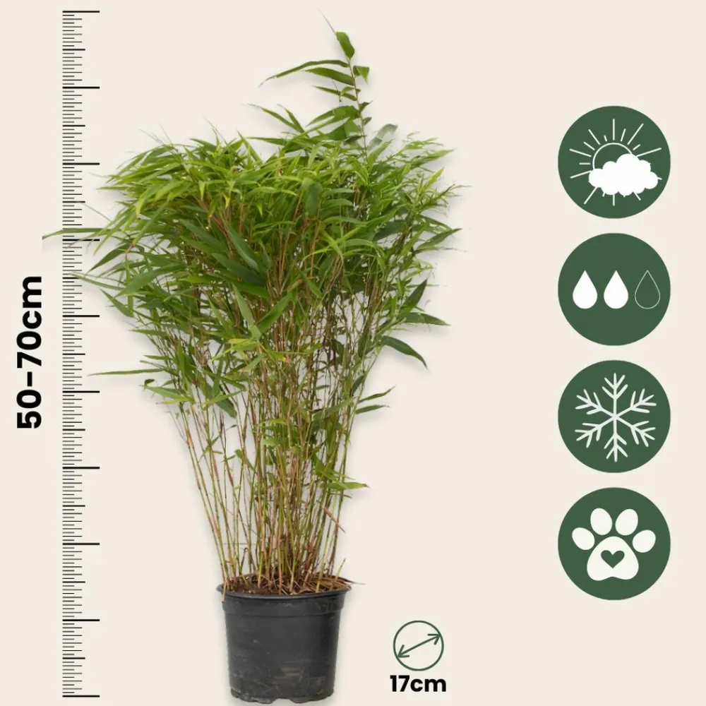 Plant In A Box - Bambou non-traçant - set de 4 - fargesia nitida 'gansu' - h50-70cm - ⌀17cm Outlet