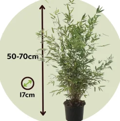 Plant In A Box - Bambou non-traçant - set de 4 - fargesia nitida 'gansu' - h50-70cm - ⌀17cm Outlet