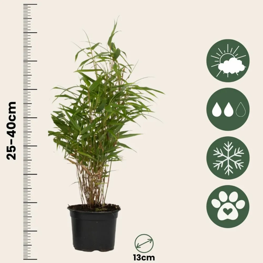 Plant In A Box Bambous | - Bambou non-traçant - set de 6 - fargesia rufa - hauteur 25-40cm - ⌀13cm