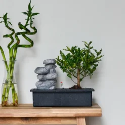 Plant In A Box - Bonsaï - bonsai - hauteur 25-35cm - ⌀29cm