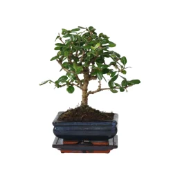 Plant In A Box - Bonsaï - carmona microphylla - hauteur 25-30cm - ⌀15cm Best