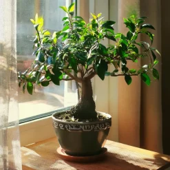Plant In A Box - Bonsaï - carmona microphylla - hauteur 25-30cm - ⌀15cm Best