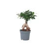 Plant In A Box Bonsaïs | - Bonsaï - ficus microcarpa - hauteur 30-40cm - ⌀12cm