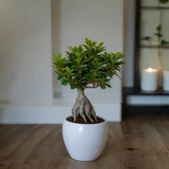 Plant In A Box Bonsaïs | - Bonsaï - ficus microcarpa - hauteur 30-40cm - ⌀12cm