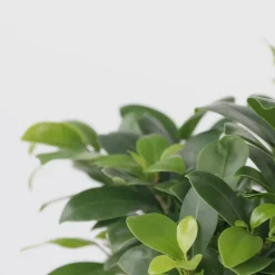 Plant In A Box Bonsaïs | - Bonsaï - ficus microcarpa - hauteur 30-40cm - ⌀12cm
