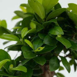 Plant In A Box Bonsaïs | - Bonsaï - ficus microcarpa - hauteur 30-40cm - ⌀12cm