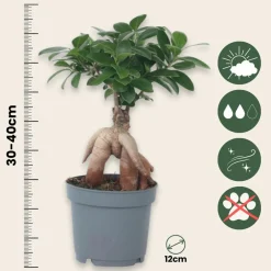 Plant In A Box Bonsaïs | - Bonsaï - ficus microcarpa - hauteur 30-40cm - ⌀12cm
