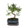 Plant In A Box Bonsaïs | - Bonsaï - zelkova serrata - hauteur 20-30cm - ⌀20cm