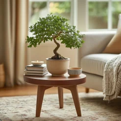 Plant In A Box Bonsaïs | - Bonsaï - zelkova serrata - hauteur 20-30cm - ⌀20cm