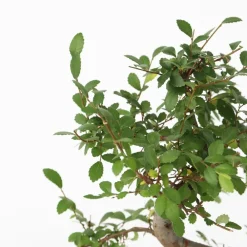 Plant In A Box Bonsaïs | - Bonsaï - zelkova serrata - hauteur 20-30cm - ⌀20cm