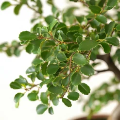Plant In A Box Bonsaïs | - Bonsaï - zelkova serrata - hauteur 20-30cm - ⌀20cm