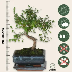 Plant In A Box Bonsaïs | - Bonsaï - zelkova serrata - hauteur 20-30cm - ⌀20cm