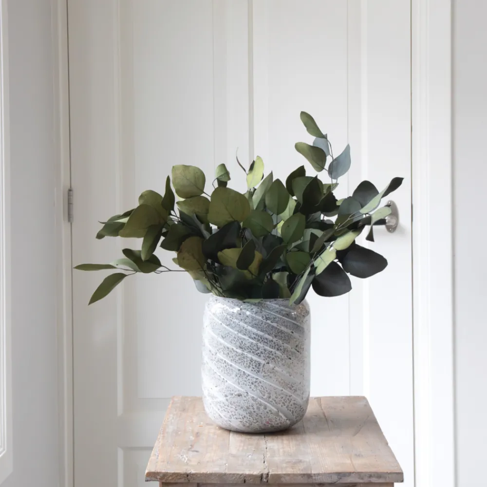 Plant In A Box - Bouquet de fleurs sèches - eucalyptus stuartiana Online