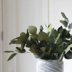 Plant In A Box - Bouquet de fleurs sèches - eucalyptus stuartiana Online