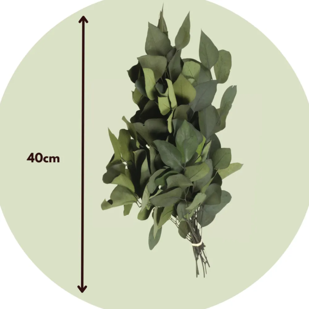 Plant In A Box - Bouquet de fleurs sèches - eucalyptus stuartiana Online