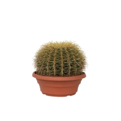 Plant In A Box Cactus Et Plantes Grasses | - Cactus de noël - echinocactus grusonii - hauteur 25-35cm - ⌀25cm