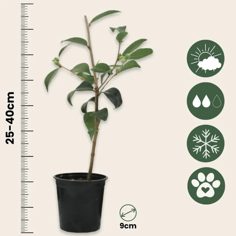 Plant In A Box Fleurs De Saison | - Camélia - set de 3 - camellia japonica 'bonomiana' - hauteur 25-40cm - ⌀9cm