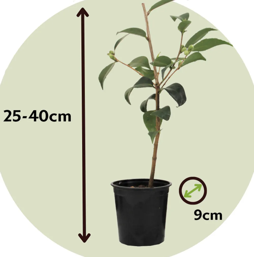 Plant In A Box Fleurs De Saison | - Camélia - set de 3 - camellia japonica 'bonomiana' - hauteur 25-40cm - ⌀9cm