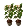 Plant In A Box Fleurs De Saison | - Camélia - set de 2 - camellia japonica 'dr. King' - hauteur 50-60cm - ⌀15cm