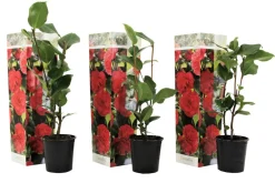 Plant In A Box Fleurs De Saison | - Camélia - set de 3 - camellia japonica 'lady campbell' - hauteur 25-40cm - ⌀9cm
