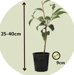 Plant In A Box Fleurs De Saison | - Camélia - set de 3 - camellia japonica 'lady campbell' - hauteur 25-40cm - ⌀9cm